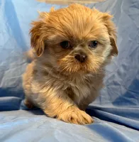 WhipCream, a male Shih Tzu for sale in Woodleaf, NC – Photo 4 of 10