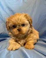WhipCream, a male Shih Tzu for sale in Woodleaf, NC – Photo 5 of 10