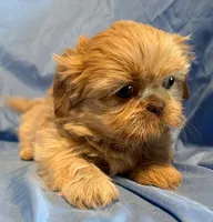 WhipCream, a male Shih Tzu for sale in Woodleaf, NC – Photo 7 of 10