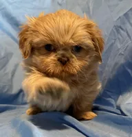 WhipCream, a male Shih Tzu for sale in Woodleaf, NC – Photo 3 of 10