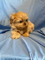 WhipCream, a male Shih Tzu for sale in Woodleaf, NC – Photo 9 of 10