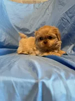 WhipCream, a male Shih Tzu for sale in Woodleaf, NC – Photo 8 of 10