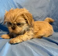 WhipCream, a male Shih Tzu for sale in Woodleaf, NC – Photo 6 of 10