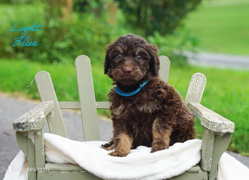 Light Blue Collar  – Goldendoodle puppy for sale in Woodleaf, NC