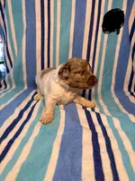 Black Collar, a male Goldendoodle for sale in Woodleaf, NC – 5 of 7