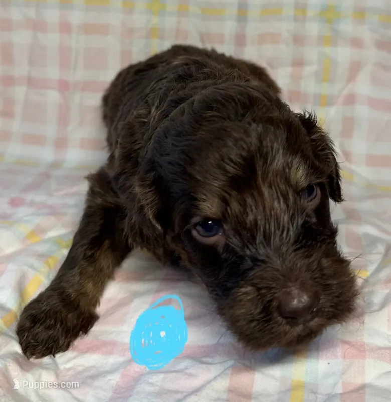 Light Blue Collar  – Goldendoodle puppy for sale in Woodleaf, NC