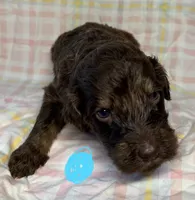 Light Blue Collar , a female Goldendoodle for sale in Woodleaf, NC – 1 of 7