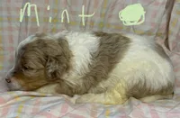 Mint Collar, a female Goldendoodle for sale in Woodleaf, NC – 6 of 7