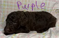 Purple Collar, a female Goldendoodle for sale in Woodleaf, NC – 4 of 7