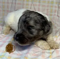 Brown Collar, a female Goldendoodle for sale in Woodleaf, NC – 1 of 7