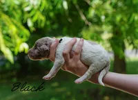 Black Collar, a male Goldendoodle for sale in Woodleaf, NC – 6 of 7