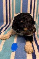 Blue Collar , a male Goldendoodle for sale in Woodleaf, NC – 3 of 8