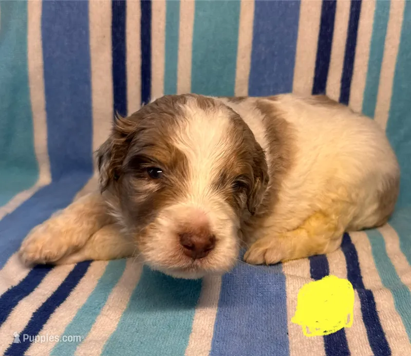 Yellow Collar  – Goldendoodle puppy for sale in Woodleaf, NC