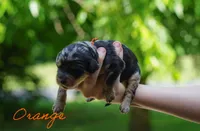 Orange Collar, a female Goldendoodle for sale in Woodleaf, NC – 4 of 7