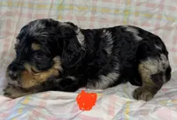 Orange Collar, a female Goldendoodle for sale in Woodleaf, NC – 6 of 7