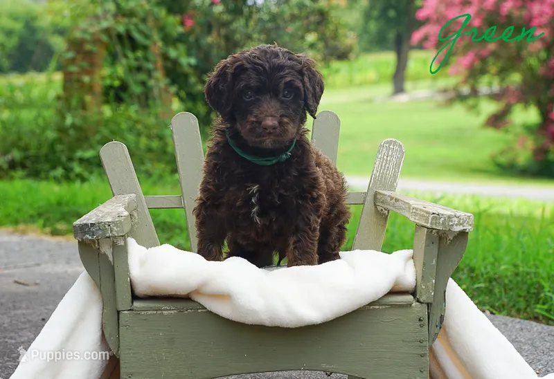 Green Collar – Goldendoodle puppy for sale in Woodleaf, NC