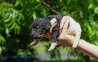 Blue Collar , a male Goldendoodle for sale in Woodleaf, NC – 2 of 8