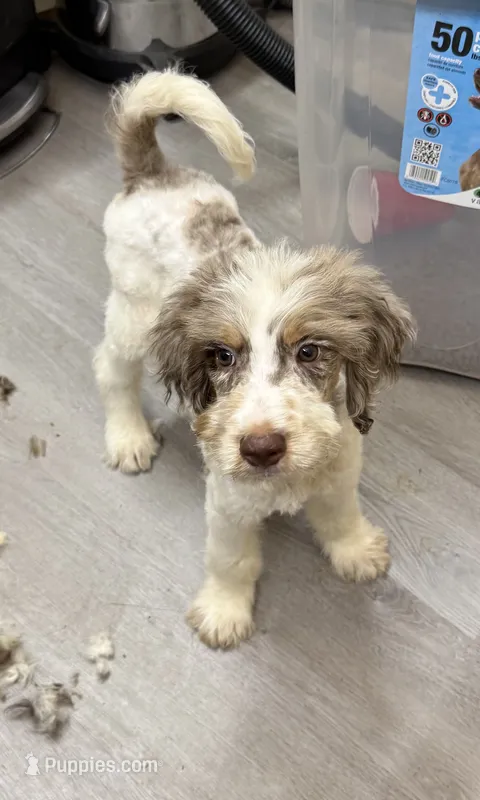 Yellow Collar  – Goldendoodle puppy for sale in Woodleaf, NC