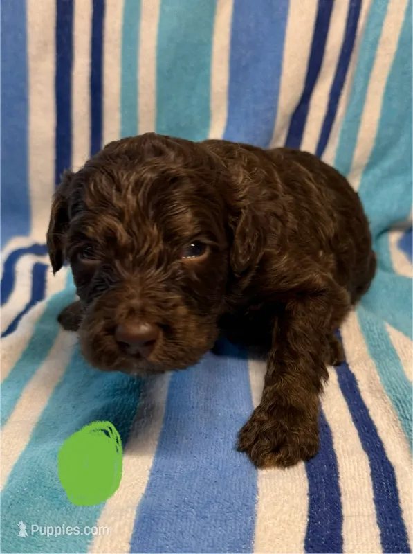 Green Collar – Goldendoodle puppy for sale in Woodleaf, NC