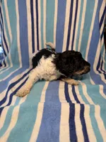 Blue Collar , a male Goldendoodle for sale in Woodleaf, NC – 8 of 8