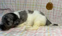 Brown Collar, a female Goldendoodle for sale in Woodleaf, NC – 4 of 7