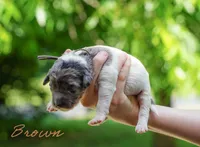 Brown Collar, a female Goldendoodle for sale in Woodleaf, NC – 5 of 7
