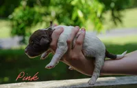 Pink Collar, a female Goldendoodle for sale in Woodleaf, NC – 2 of 8