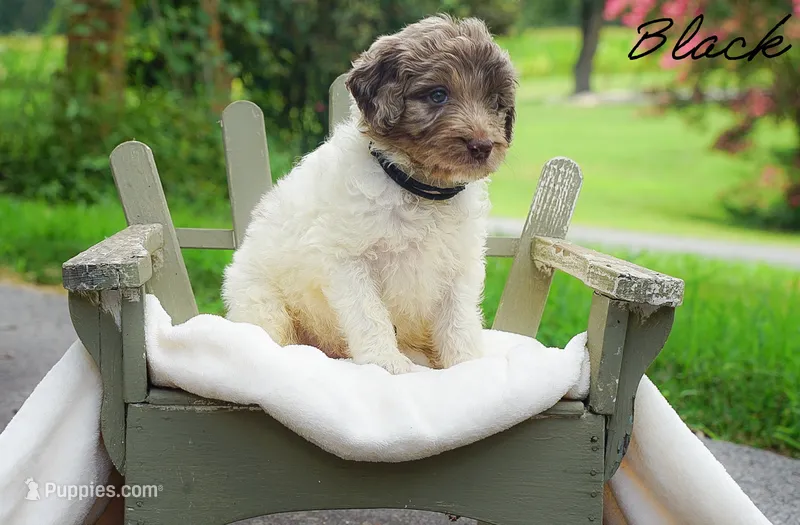 Black Collar – Goldendoodle puppy for sale in Woodleaf, NC