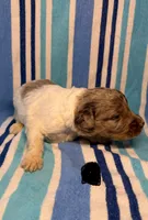 Black Collar, a male Goldendoodle for sale in Woodleaf, NC – 4 of 7