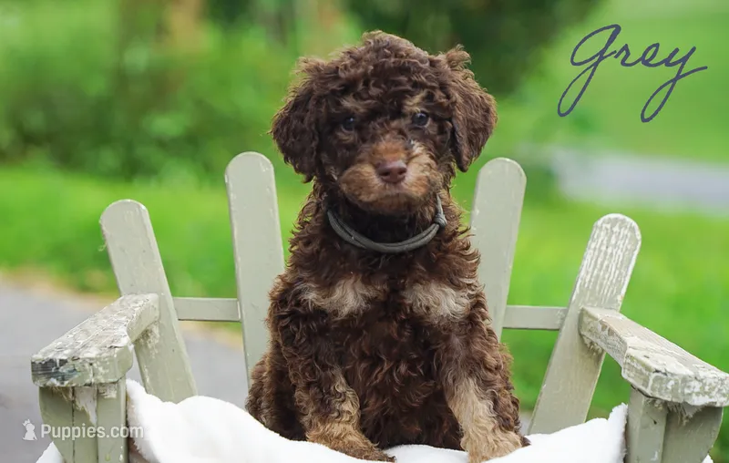 Grey Collar – Goldendoodle puppy for sale in Woodleaf, NC