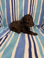 Green Collar, a male Goldendoodle for sale in Woodleaf, NC – 7 of 8