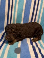 Grey Collar, a male Goldendoodle for sale in Woodleaf, NC – 6 of 8