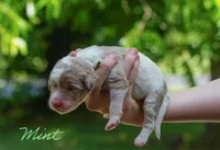 Mint Collar, a female Goldendoodle for sale in Woodleaf, NC – 2 of 7