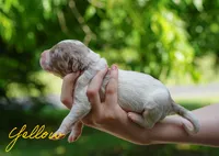 Yellow Collar , a male Goldendoodle for sale in Woodleaf, NC – 5 of 6