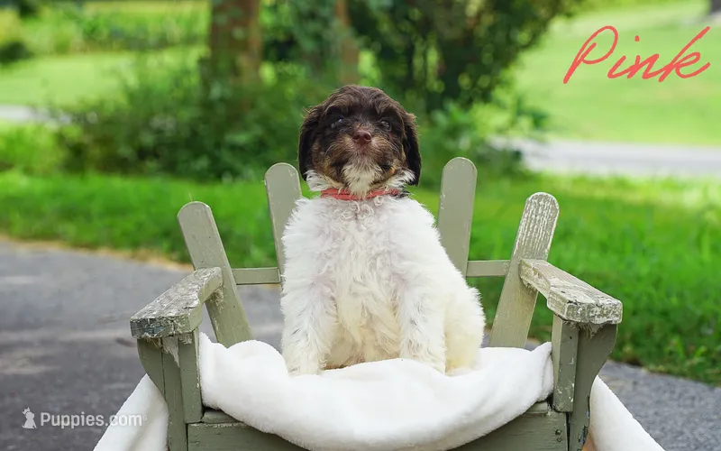 Pink Collar – Goldendoodle puppy for sale in Woodleaf, NC