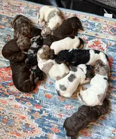 Green Collar, a male Goldendoodle for sale in Woodleaf, NC – 8 of 8