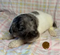 Brown Collar, a female Goldendoodle for sale in Woodleaf, NC – 2 of 7