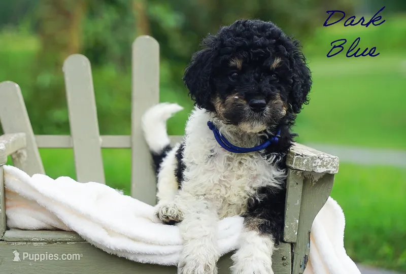 Blue Collar  – Goldendoodle puppy for sale in Woodleaf, NC