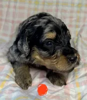 Orange Collar, a female Goldendoodle for sale in Woodleaf, NC – 5 of 7