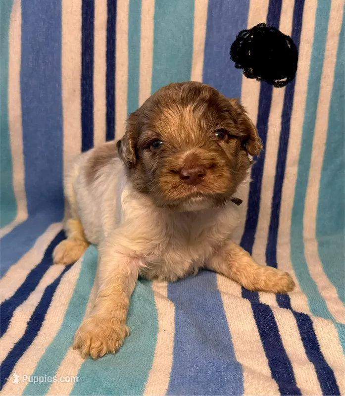 Black Collar – Goldendoodle puppy for sale in Woodleaf, NC