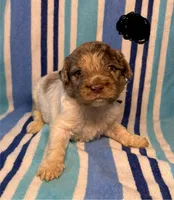 Black Collar, a male Goldendoodle for sale in Woodleaf, NC – 1 of 7