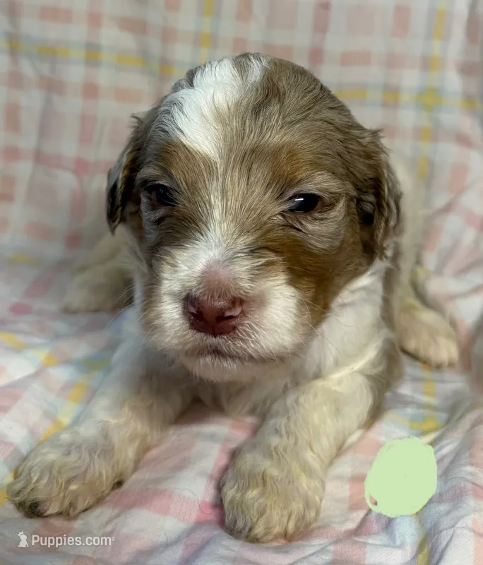 Mint Collar – Goldendoodle puppy for sale in Woodleaf, NC
