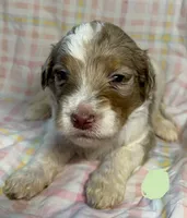 Mint Collar, a female Goldendoodle for sale in Woodleaf, NC – 1 of 7