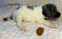 Brown Collar, a female Goldendoodle for sale in Woodleaf, NC – 6 of 7