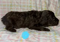Light Blue Collar , a female Goldendoodle for sale in Woodleaf, NC – 5 of 7