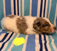 Yellow Collar , a male Goldendoodle for sale in Woodleaf, NC – 3 of 6