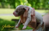 Yellow Collar , a male Goldendoodle for sale in Woodleaf, NC – 2 of 6