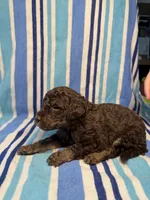 Grey Collar, a male Goldendoodle for sale in Woodleaf, NC – 8 of 8