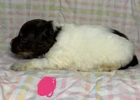 Pink Collar, a female Goldendoodle for sale in Woodleaf, NC – 6 of 8