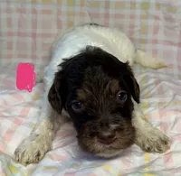 Pink Collar, a female Goldendoodle for sale in Woodleaf, NC – 3 of 8